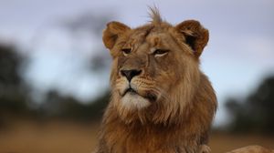 Preview wallpaper lion, savannah, wildlife, glance, proud, predator
