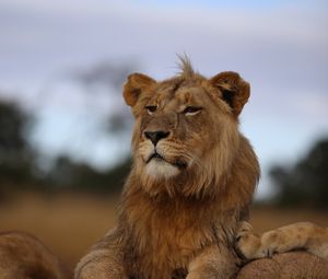 Preview wallpaper lion, savannah, wildlife, glance, proud, predator