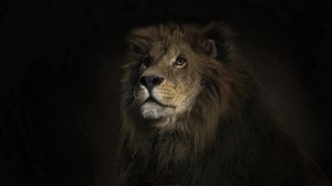 Preview wallpaper lion, shadow, big cat, predator