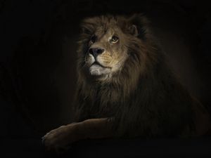 Preview wallpaper lion, shadow, big cat, predator