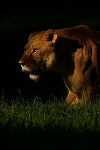 Preview wallpaper lion, shadow, dark, grass, walking, hunting, predator