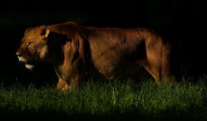 Preview wallpaper lion, shadow, dark, grass, walking, hunting, predator