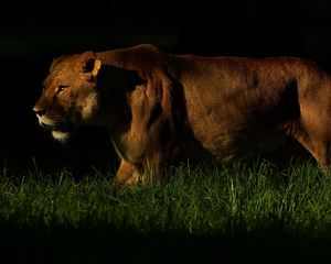 Preview wallpaper lion, shadow, dark, grass, walking, hunting, predator