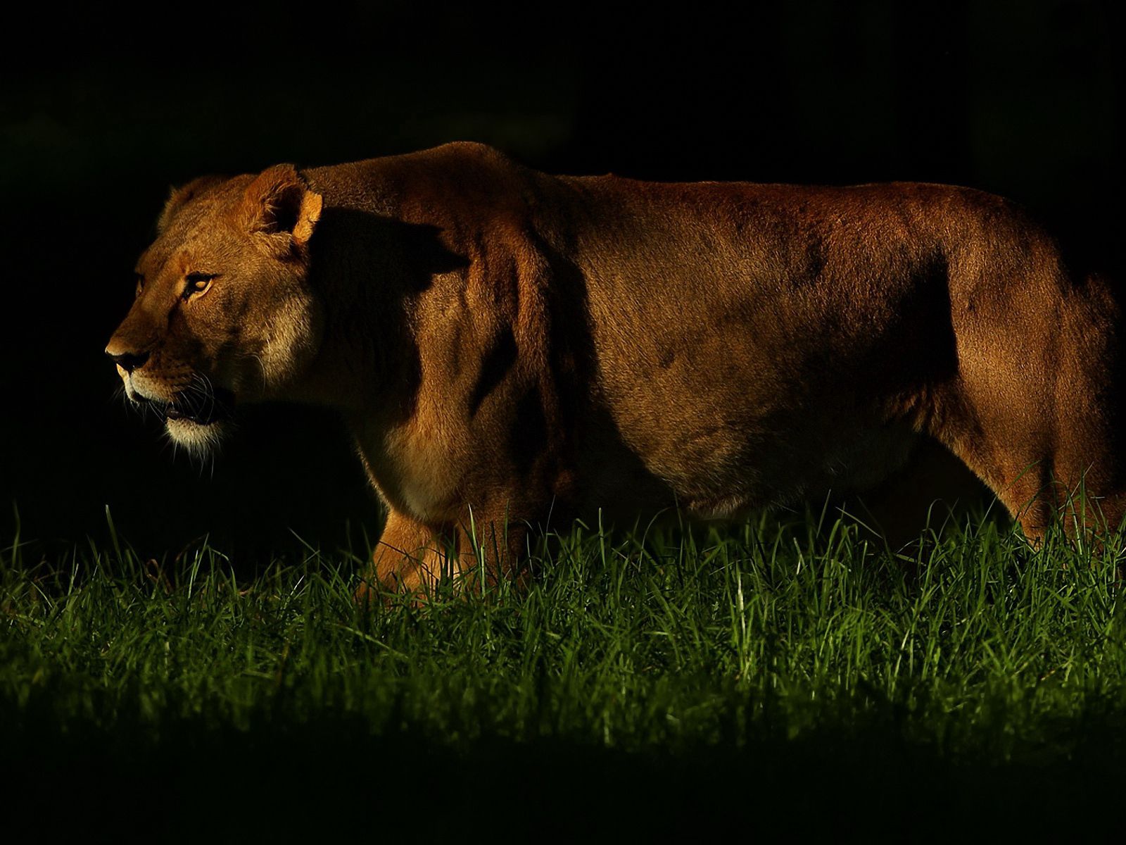 Download wallpaper 1600x1200 lion, shadow, dark, grass, walking, hunting,  predator standard 4:3 hd background