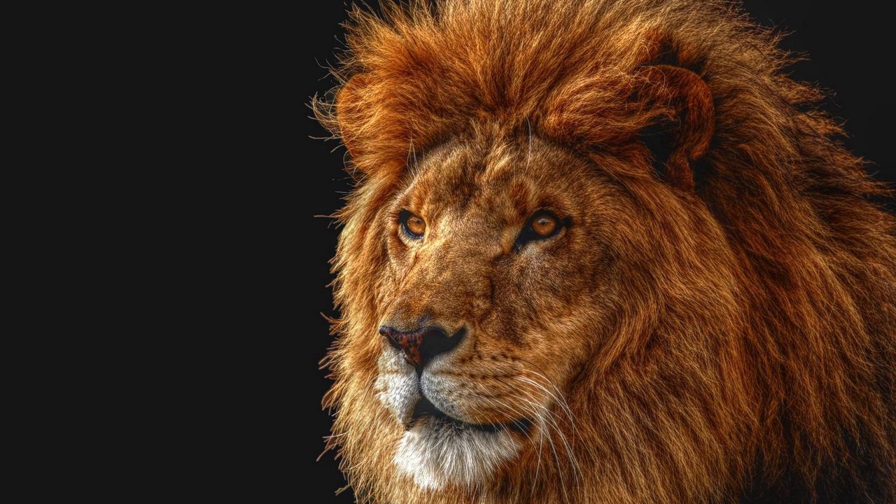Wallpaper lion, shadow, mane, eyes, king of beasts, predator