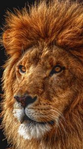 Preview wallpaper lion, shadow, mane, eyes, king of beasts, predator