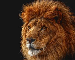 Preview wallpaper lion, shadow, mane, eyes, king of beasts, predator