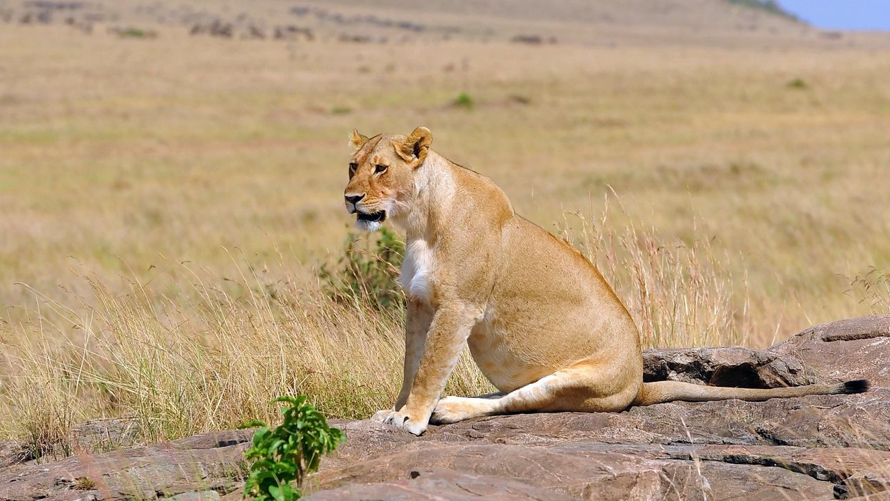 Wallpaper lion, sit, young, lioness, field