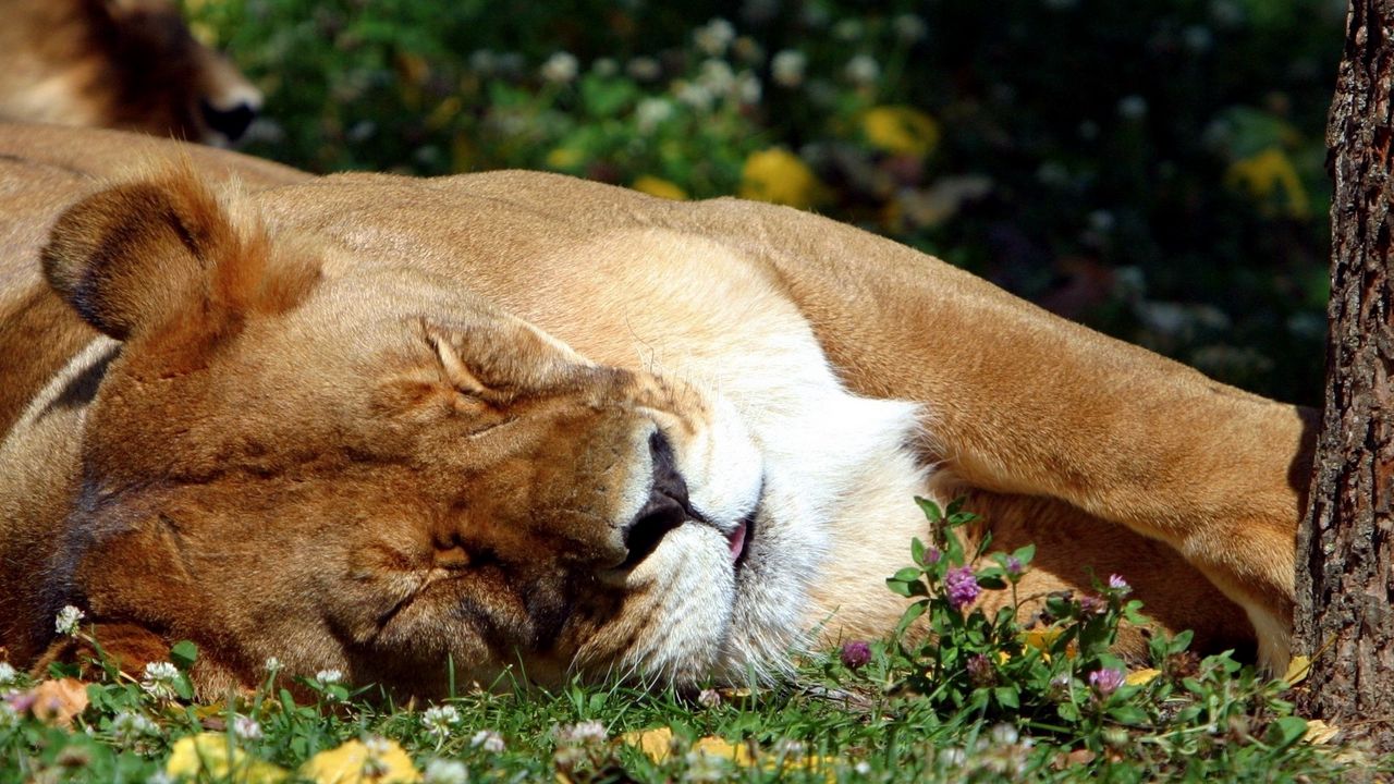 Wallpaper lion, sleep, grass, big cat, predator