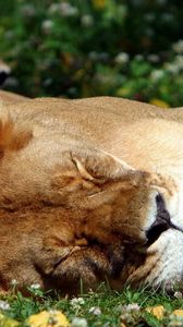 Preview wallpaper lion, sleep, grass, big cat, predator