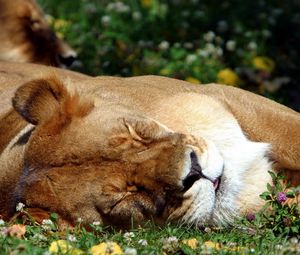 Preview wallpaper lion, sleep, grass, big cat, predator