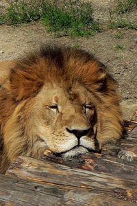 Preview wallpaper lion, sleep, predator, lie, mane
