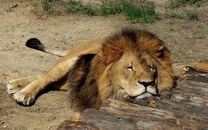 Preview wallpaper lion, sleep, predator, lie, mane
