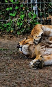 Preview wallpaper lion, sleep, turn somersaults, reserve
