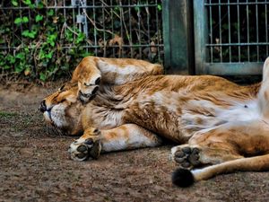Preview wallpaper lion, sleep, turn somersaults, reserve