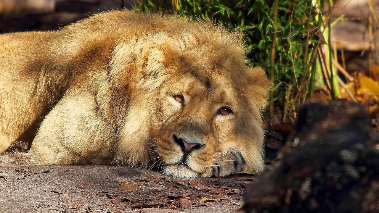 Wallpaper lion, sleeping, king beasts, mane
