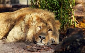 Preview wallpaper lion, sleeping, king beasts, mane