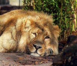 Preview wallpaper lion, sleeping, king beasts, mane