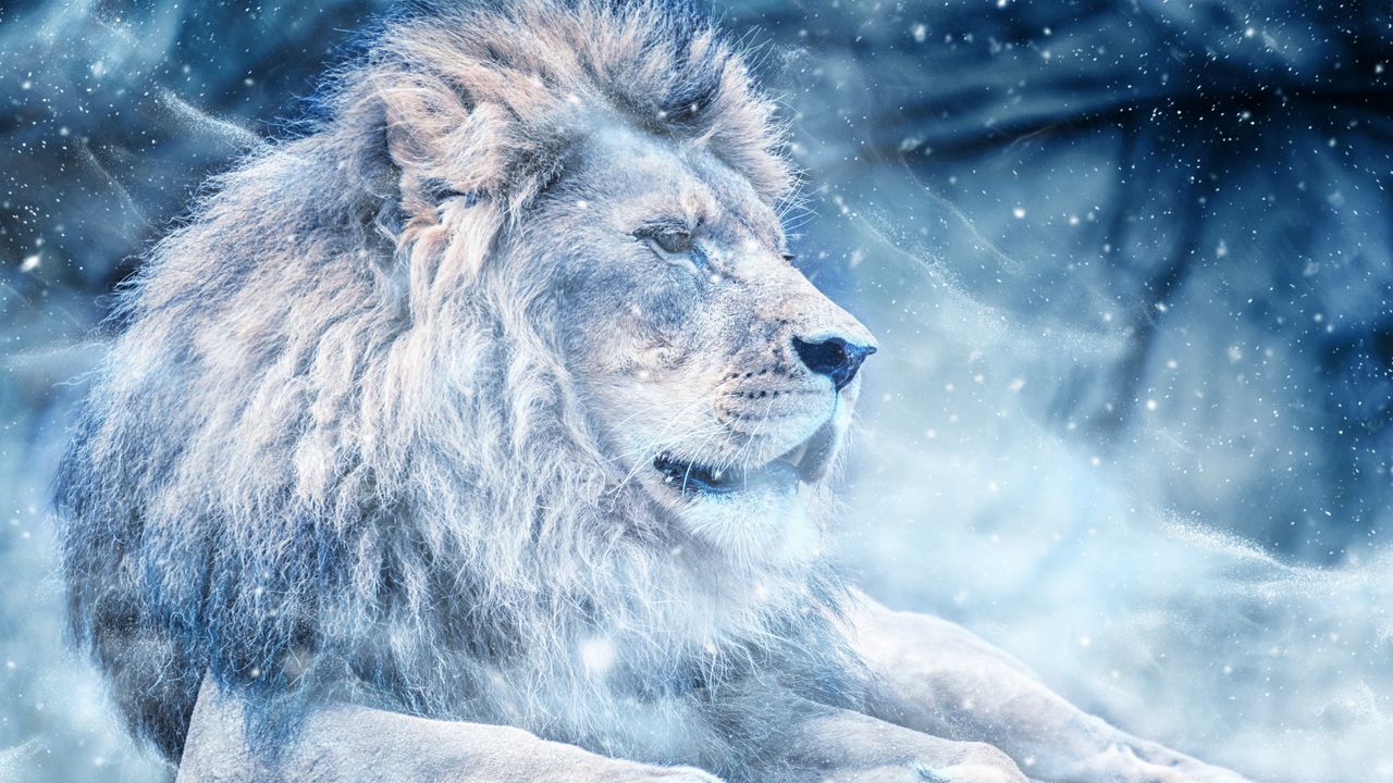Wallpaper lion, snow, big cat, king of beasts