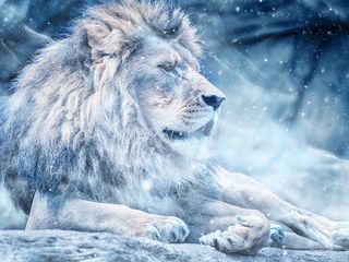 Download wallpaper 320x240 lion, snow, big cat, king of beasts nokia e72,  e71, asha, alcatel onetouch hd background