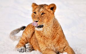 Preview wallpaper lion, snow, lying