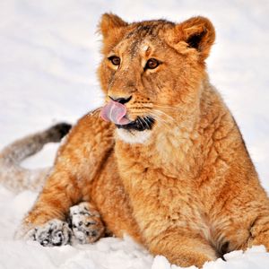 Preview wallpaper lion, snow, lying