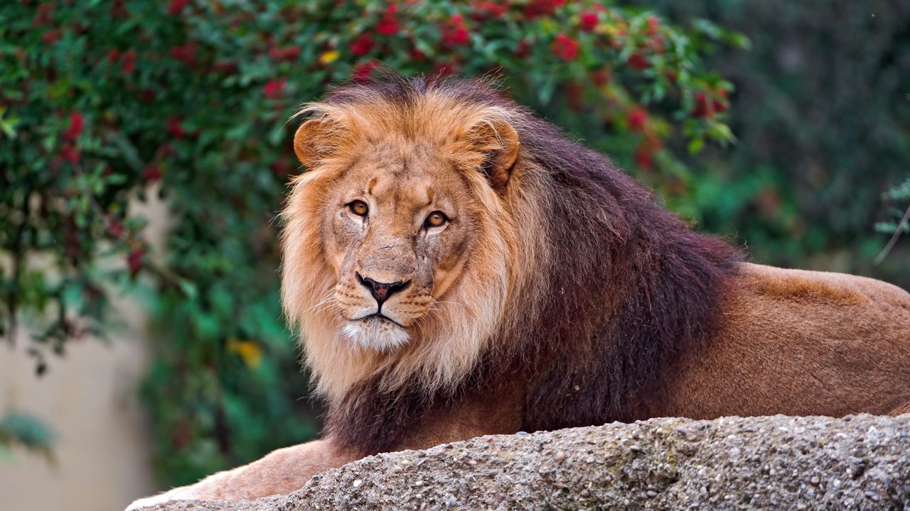 Wallpaper lion, stone, lie, mane, king of beasts, predator