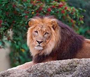 Preview wallpaper lion, stone, lie, mane, king of beasts, predator