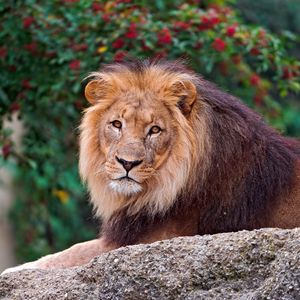 Preview wallpaper lion, stone, lie, mane, king of beasts, predator