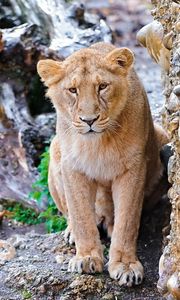Preview wallpaper lion, stones, eyes, predator, big cat