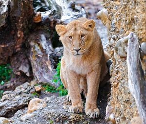 Preview wallpaper lion, stones, eyes, predator, big cat