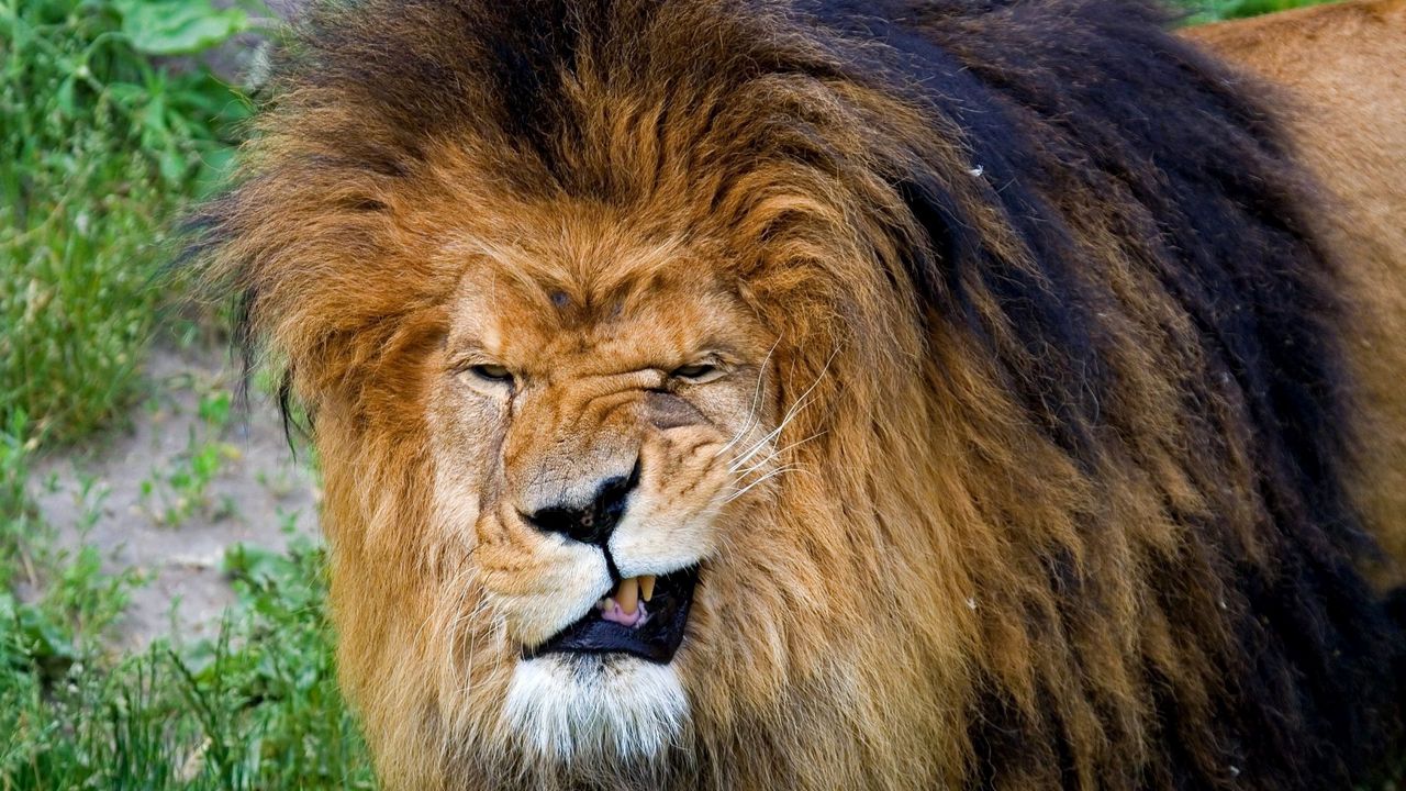 Wallpaper lion, teeth, aggression, face, mane, predator, king of beasts, big cat