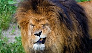 Preview wallpaper lion, teeth, aggression, face, mane, predator, king of beasts, big cat