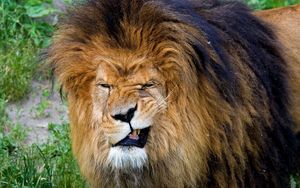 Preview wallpaper lion, teeth, aggression, face, mane, predator, king of beasts, big cat