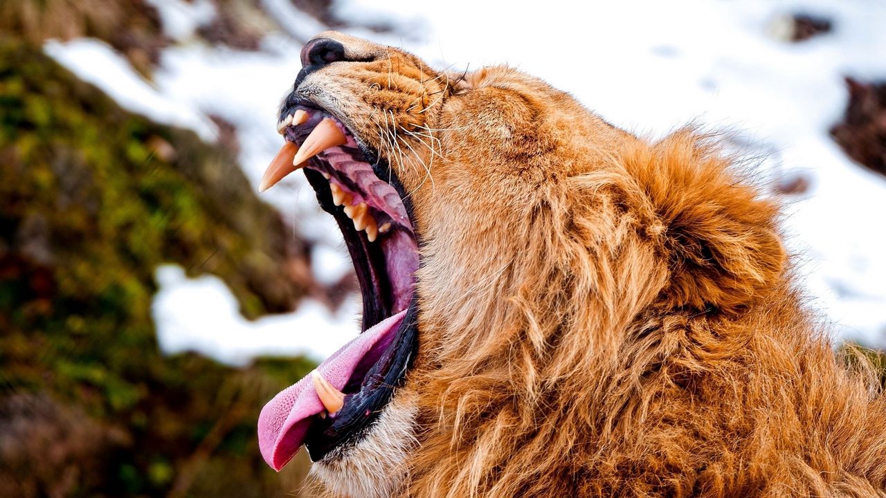 Wallpaper lion, teeth, aggression, anger, snow, muzzle