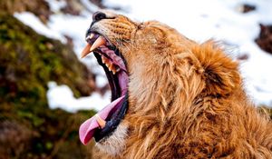 Preview wallpaper lion, teeth, aggression, anger, snow, muzzle