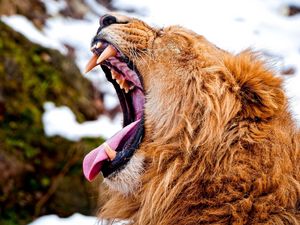 Preview wallpaper lion, teeth, aggression, anger, snow, muzzle