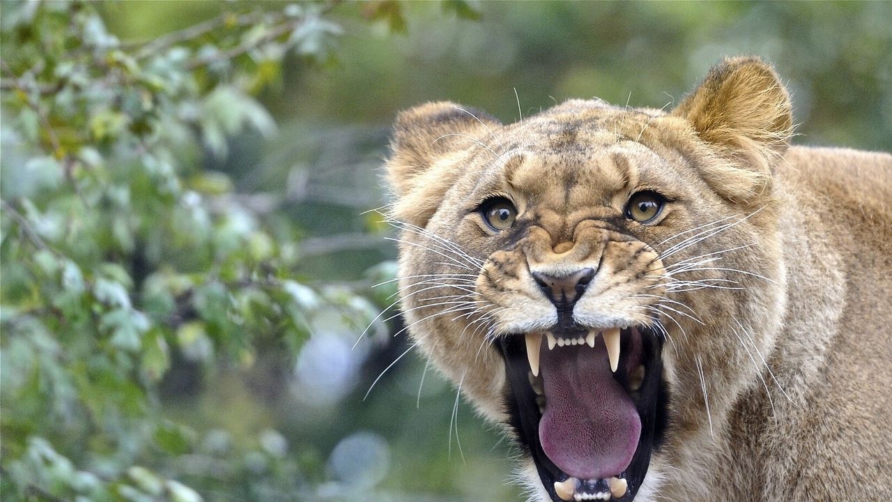 Wallpaper lion, teeth, face, aggression, anger