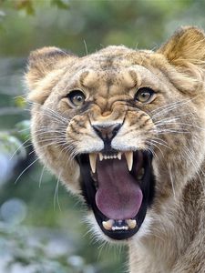 Preview wallpaper lion, teeth, face, aggression, anger