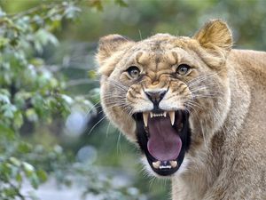 Preview wallpaper lion, teeth, face, aggression, anger
