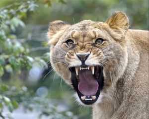 Preview wallpaper lion, teeth, face, aggression, anger