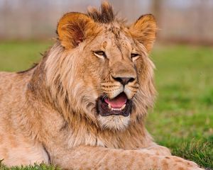 Preview wallpaper lion, teeth, grass, muzzle, lie