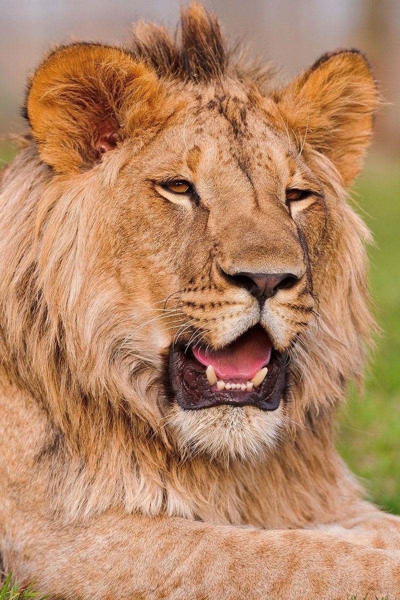 Download wallpaper 800x1200 lion, teeth, grass, muzzle, lie iphone 4s/4