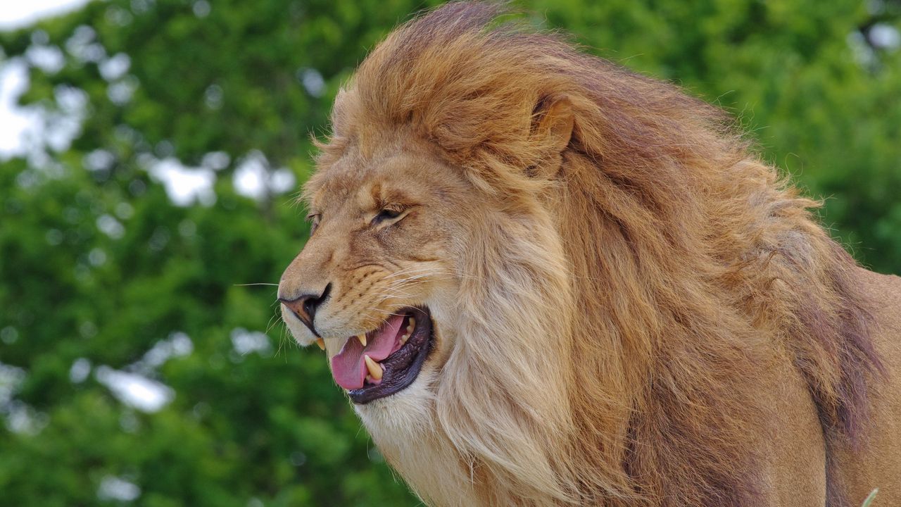 Wallpaper lion, teeth, predator, big cat, king of beasts