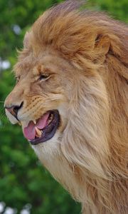 Preview wallpaper lion, teeth, predator, big cat, king of beasts