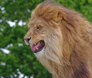 Preview wallpaper lion, teeth, predator, big cat, king of beasts