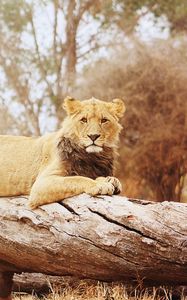 Preview wallpaper lion, timber, lying, big cat, predator
