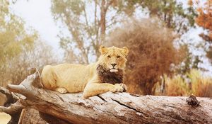 Preview wallpaper lion, timber, lying, big cat, predator