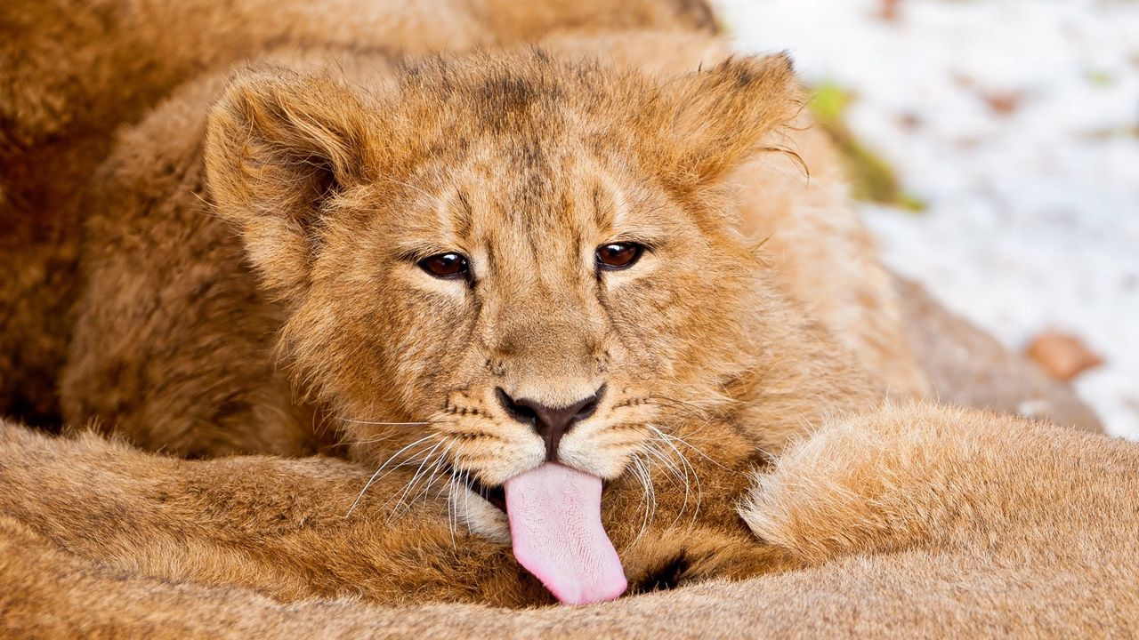 Wallpaper lion, tongue, lick, caring