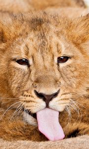 Preview wallpaper lion, tongue, lick, caring